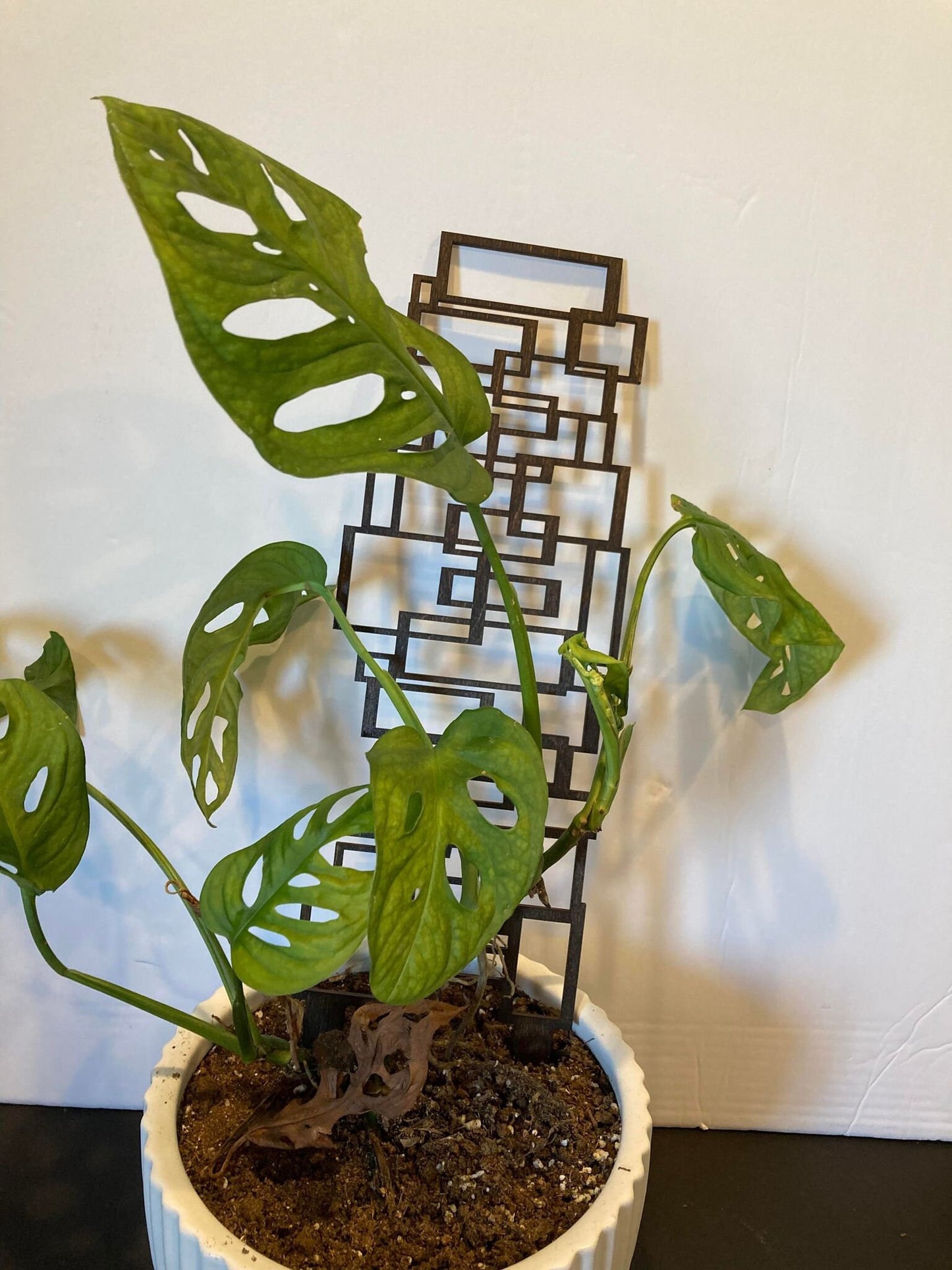 Scattered Square trellis | Plant Trellis | Stain Finish | Clearcoat Honeycomb | Houseplant Trellis | Indoor Garden Trellis